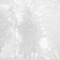brouillard photographe roger chappellu